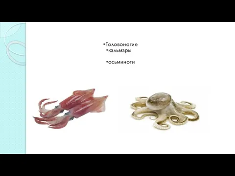 Головоногие кальмары осьминоги