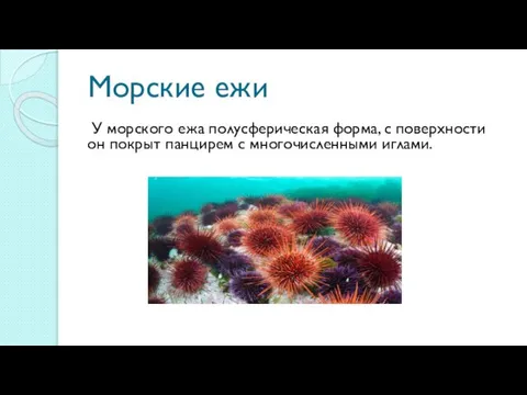 Морские ежи У морского ежа полусферическая форма, с поверхности он покрыт панцирем с многочисленными иглами.