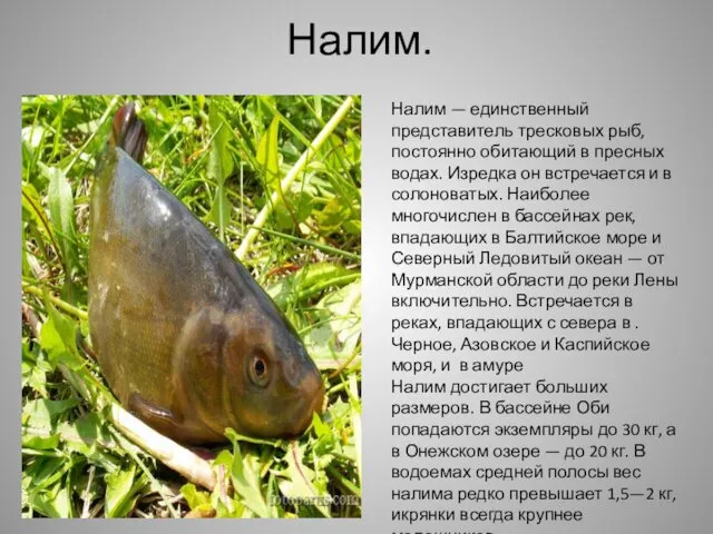 Налим. Налим — единственный представитель тресковых рыб, постоянно обитающий в пресных