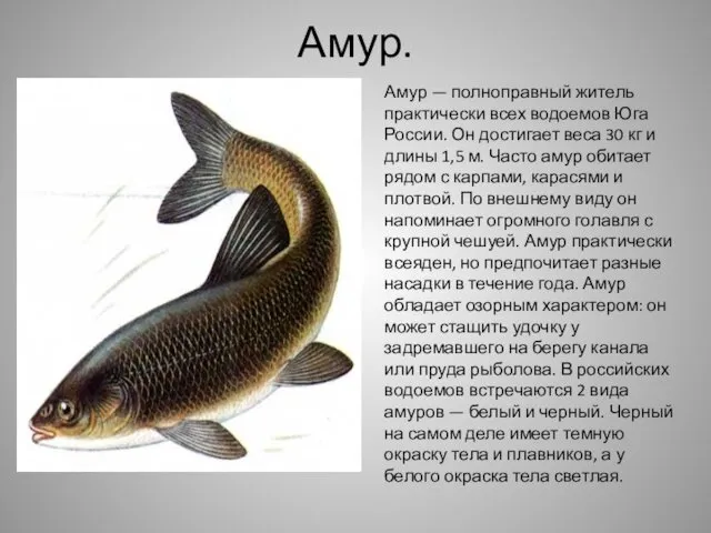 Амур. Амур — полноправный житель практически всех водоемов Юга России. Он