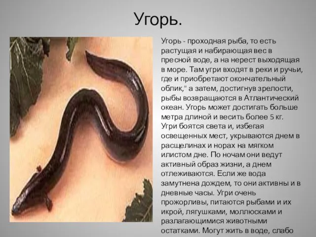 Угорь. Угорь - проходная рыба, то есть растущая и набирающая вес