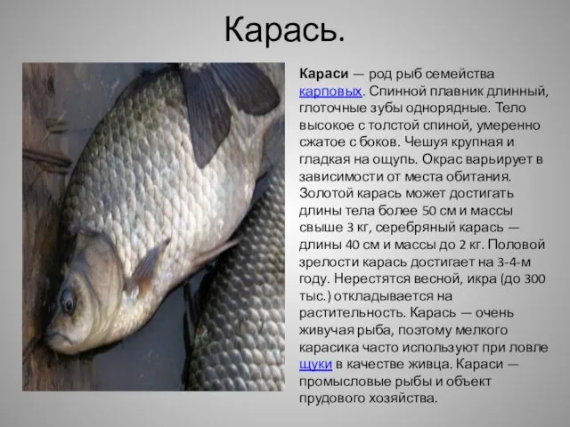 Карась. Караси — род рыб семейства карповых. Спинной плавник длинный, глоточные