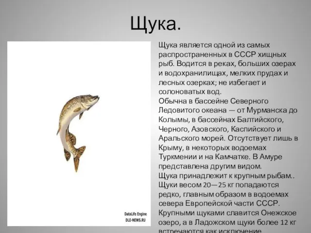 Щука. Щука является одной из самых распространенных в СССР хищных рыб.