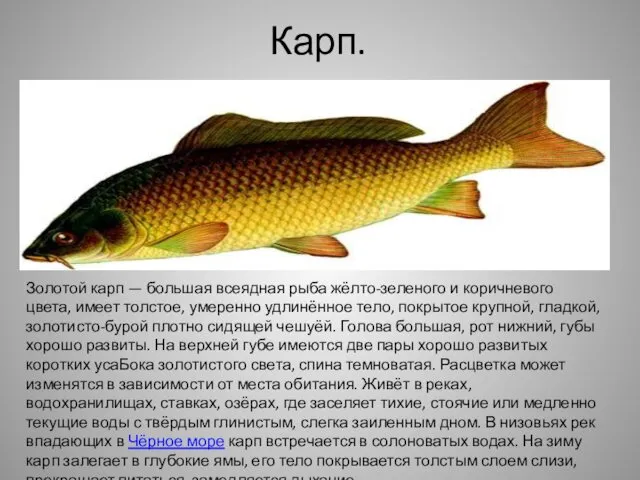 Карп. Золотой карп — большая всеядная рыба жёлто-зеленого и коричневого цвета,