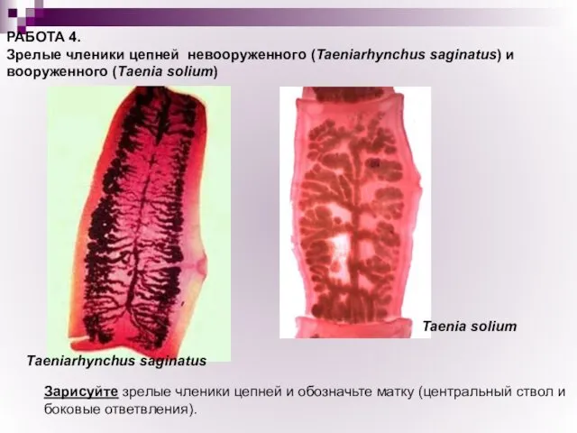 РАБОТА 4. Зрелые членики цепней невооруженного (Taeniarhynchus saginatus) и вооруженного (Taenia