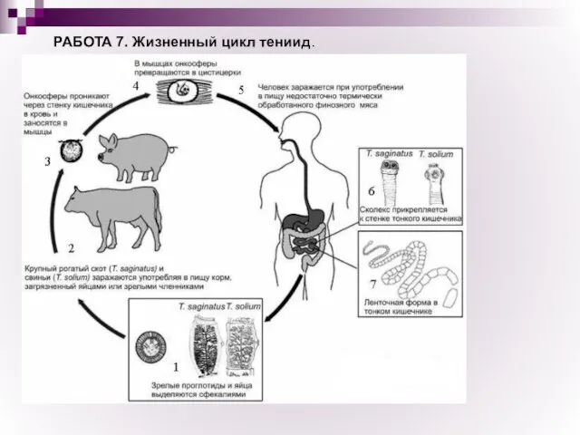 РАБОТА 7. Жизненный цикл тениид.