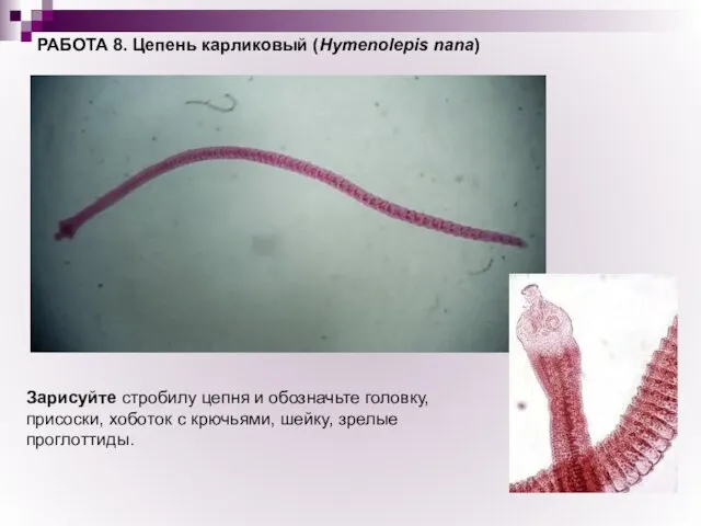 РАБОТА 8. Цепень карликовый (Hymenolepis nana) Зарисуйте стробилу цепня и обозначьте