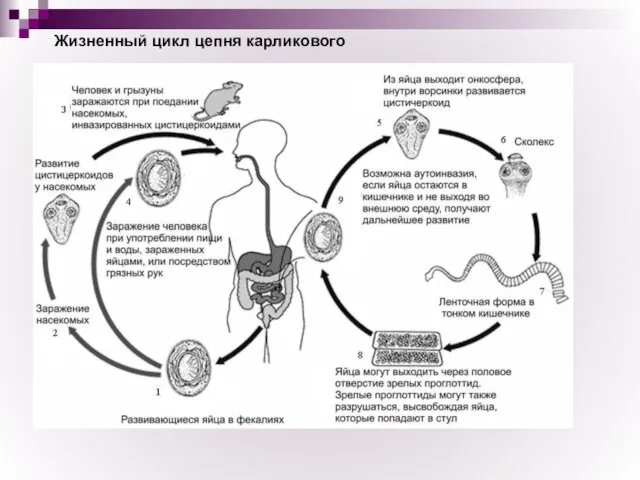 Жизненный цикл цепня карликового