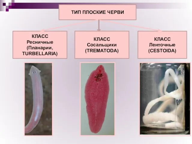 ТИП ПЛОСКИЕ ЧЕРВИ КЛАСС Ресничные (Планарии, TURBELLARIA) КЛАСС Сосальщики (TREMATODA) КЛАСС Ленточные (CESTOIDA)