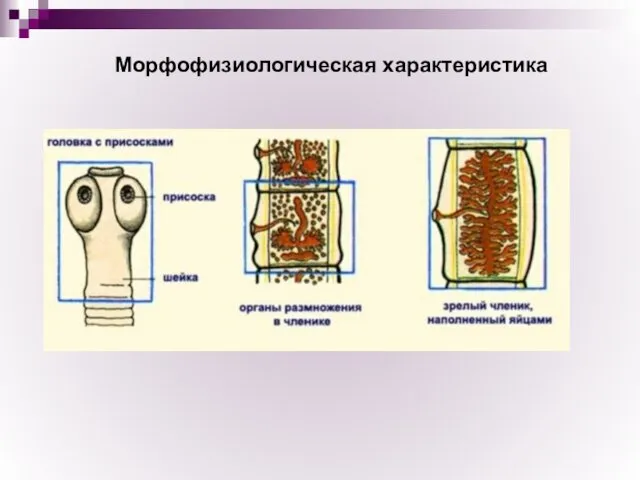 Морфофизиологическая характеристика