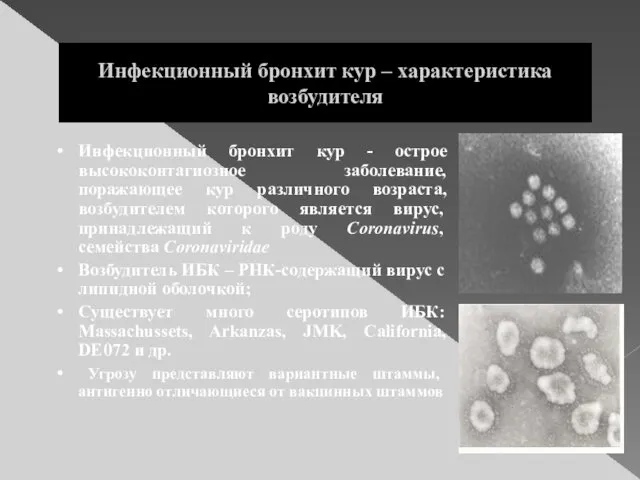 Инфекционный бронхит кур – характеристика возбудителя Инфекционный бронхит кур - острое