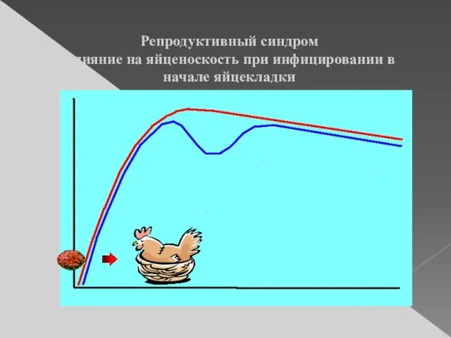 Репродуктивный синдром Влияние на яйценоскость при инфицировании в начале яйцекладки