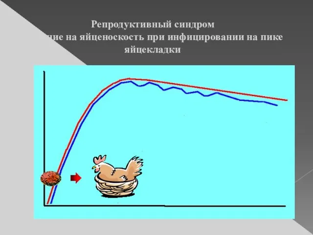 Репродуктивный синдром Влияние на яйценоскость при инфицировании на пике яйцекладки