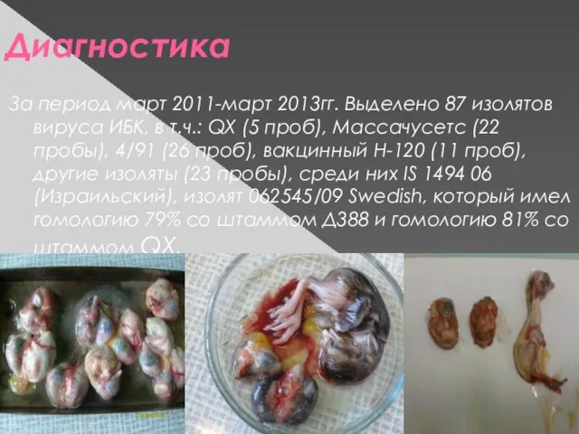 Диагностика За период март 2011-март 2013гг. Выделено 87 изолятов вируса ИБК,