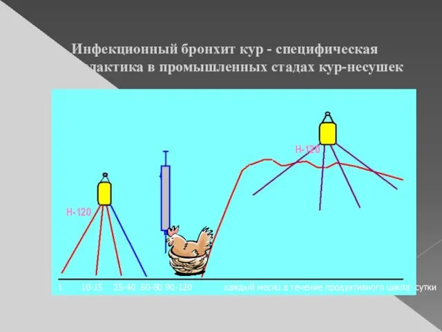 Инфекционный бронхит кур - специфическая профилактика в промышленных стадах кур-несушек Н-120