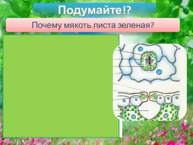 Подумайте!? Почему мякоть листа зеленая?