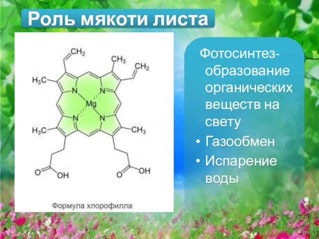 Роль мякоти листа Фотосинтез- образование органических веществ на свету Газообмен Испарение воды