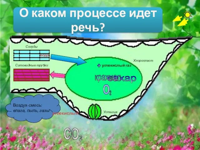 Устьица Хлоропласт Ситовидные трубки вода углекислый углекислый газ сахар Сосуды крахмал О каком процессе идет речь?