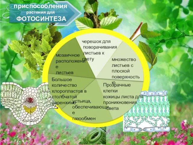 приспособления растения для ФОТОСИНТЕЗА черешок для поворачивания листьев к свету множество