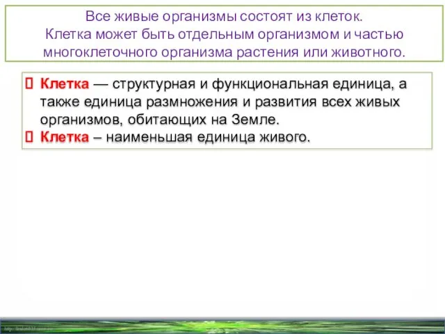 Все живые организмы состоят из клеток. Клетка может быть отдельным организмом