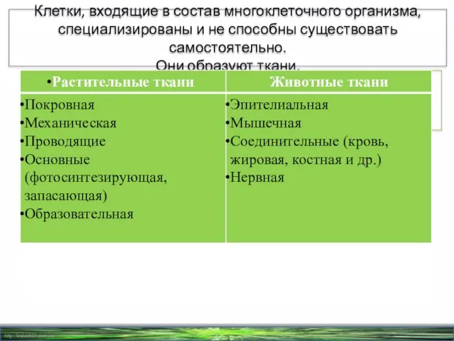 Клетки, входящие в состав многоклеточного организма, специализированы и не способны существовать