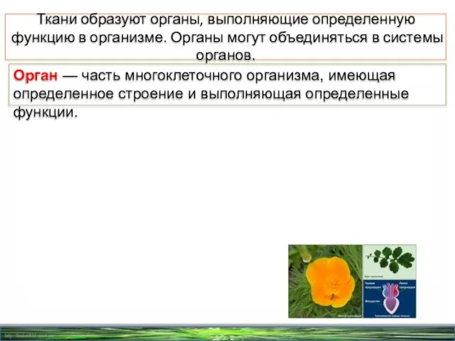 Ткани образуют органы, выполняющие определенную функцию в организме. Органы могут объединяться