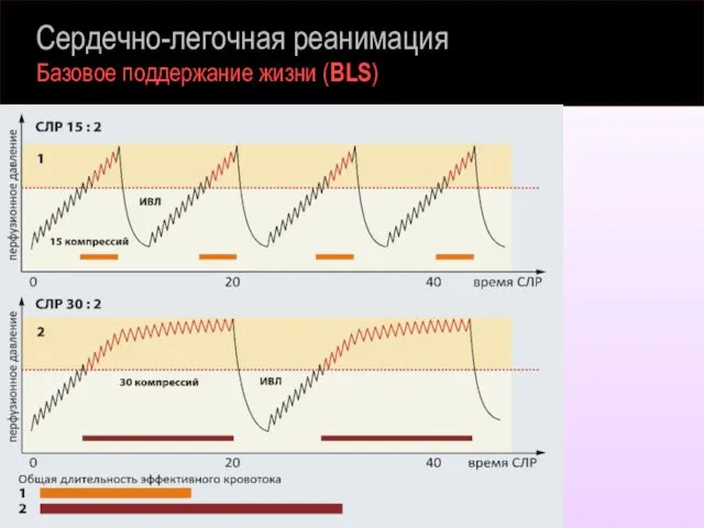 Сердечно-легочная реанимация Базовое поддержание жизни (BLS)