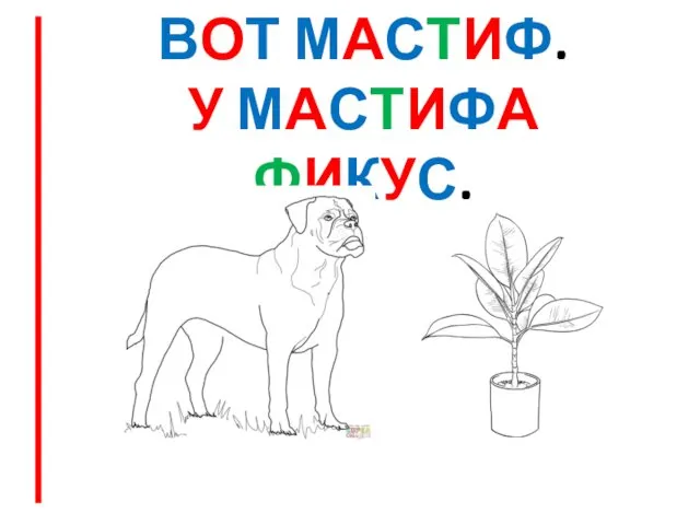 ВОТ МАСТИФ. У МАСТИФА ФИКУС.