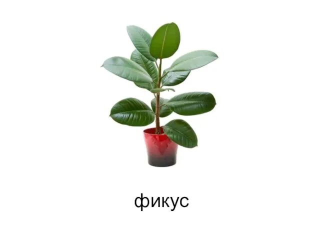 фикус