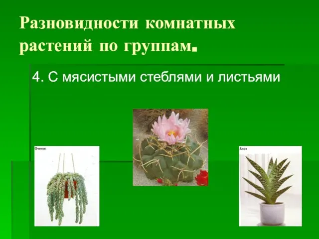 Разновидности комнатных растений по группам. 4. С мясистыми стеблями и листьями