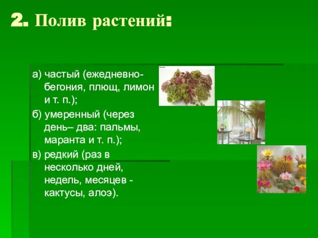 2. Полив растений: а) частый (ежедневно- бегония, плющ, лимон и т.