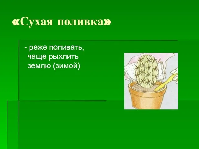 «Сухая поливка» - реже поливать, чаще рыхлить землю (зимой)