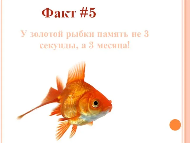 Факт #5 У золотой рыбки память не 3 секунды, а 3 месяца!