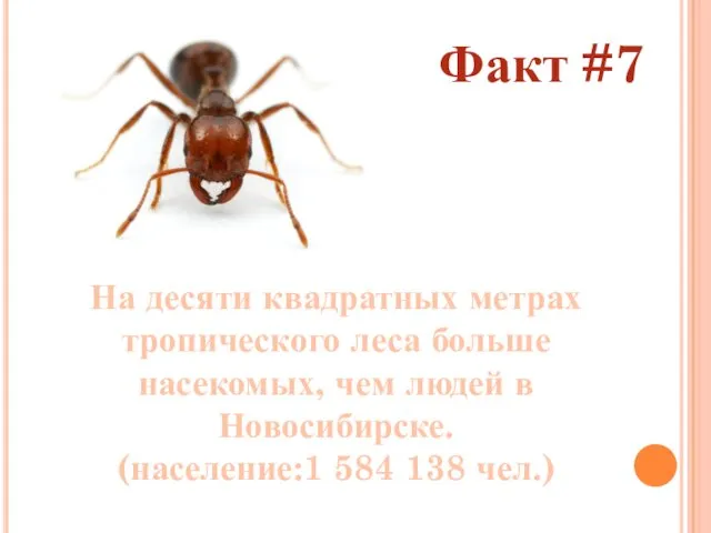 Факт #7 На десяти квадратных метрах тропического леса больше насекомых, чем