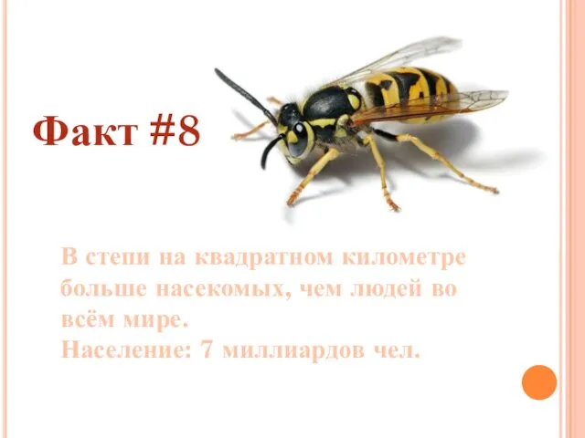 Факт #8 В степи на квадратном километре больше насекомых, чем людей