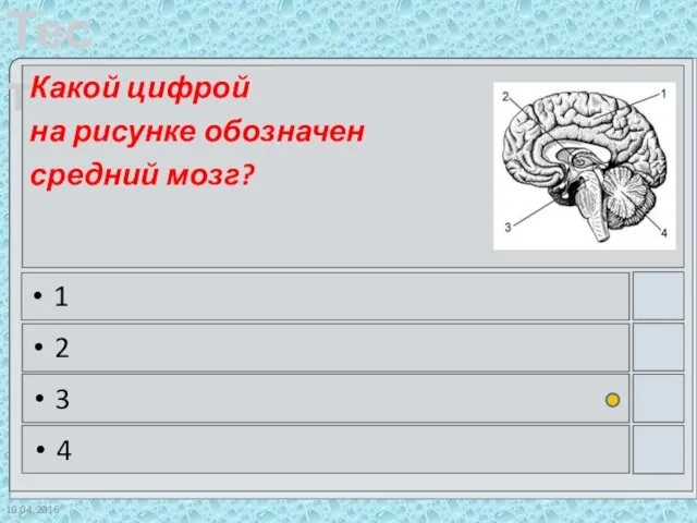 10.04.2016 Какой цифрой на рисунке обозначен средний мозг? 1 2 3 4