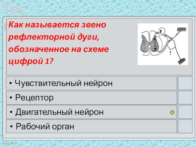 10.04.2016 Как называется звено рефлекторной дуги, обозначенное на схеме цифрой 1?