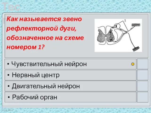 10.04.2016 Как называется звено рефлекторной дуги, обозначенное на схеме номером 1?