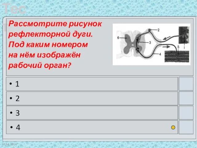 10.04.2016 Рассмотрите рисунок рефлекторной дуги. Под каким номером на нём изображён