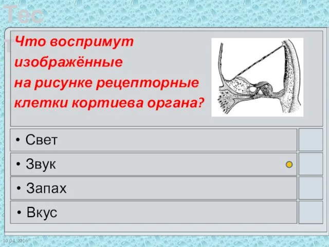 10.04.2016 Что воспримут изображённые на рисунке рецепторные клетки кортиева органа? Свет Звук Запах Вкус