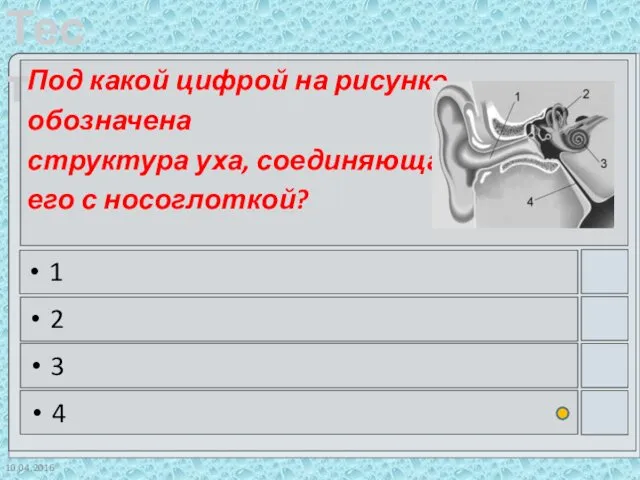 10.04.2016 Под какой цифрой на рисунке обозначена структура уха, соединяющая его