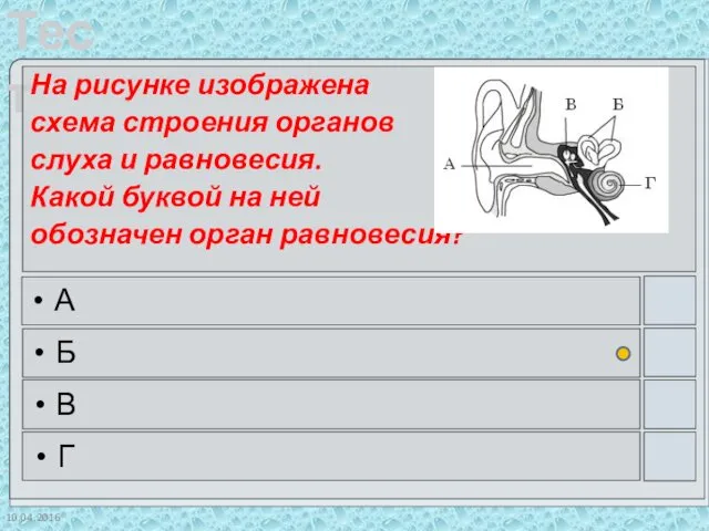 10.04.2016 На рисунке изображена схема строения органов слуха и равновесия. Какой