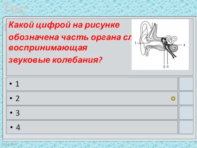 10.04.2016 Какой цифрой на рисунке обозначена часть органа слуха, воспринимающая звуковые колебания? 1 2 3 4