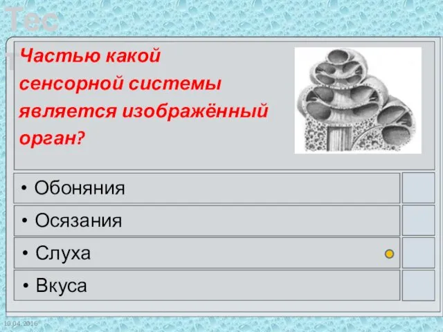 10.04.2016 Частью какой сенсорной системы является изображённый орган? Обоняния Осязания Слуха Вкуса