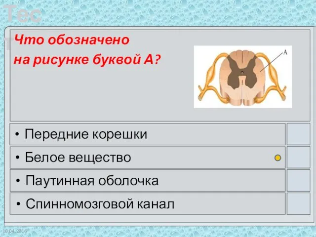 10.04.2016 Что обозначено на рисунке буквой А? Передние корешки Белое вещество Паутинная оболочка Спинномозговой канал