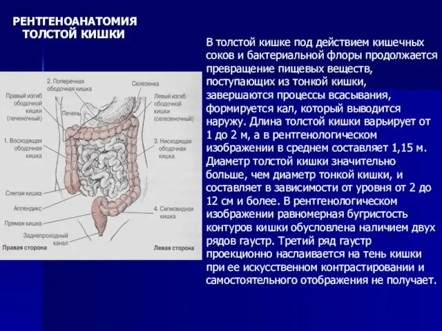 В толстой кишке под действием кишечных соков и бактериальной флоры продолжается