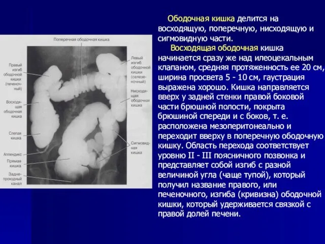 Ободочная кишка делится на восходящую, поперечную, нисходящую и сигмовидную части. Восходящая