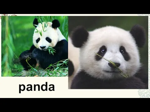 panda