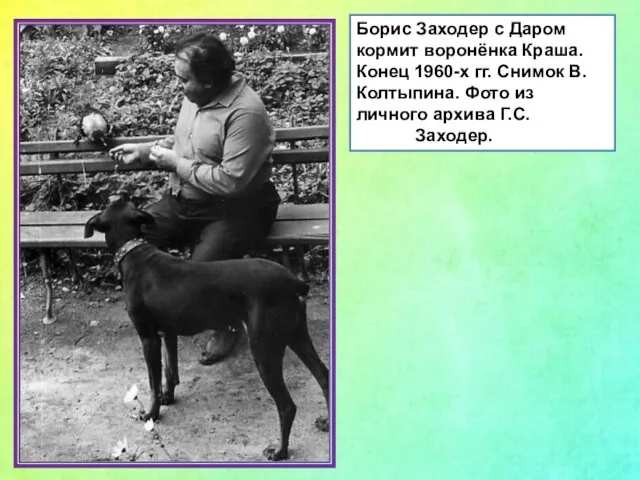 Борис Заходер с Даром кормит воронёнка Краша. Конец 1960-х гг. Снимок