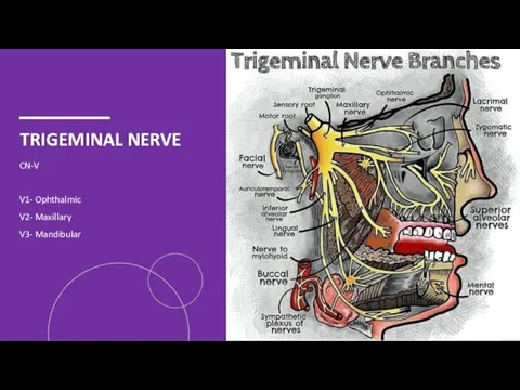 TRIGEMINAL NERVE CN-V V1- Ophthalmic V2- Maxillary V3- Mandibular